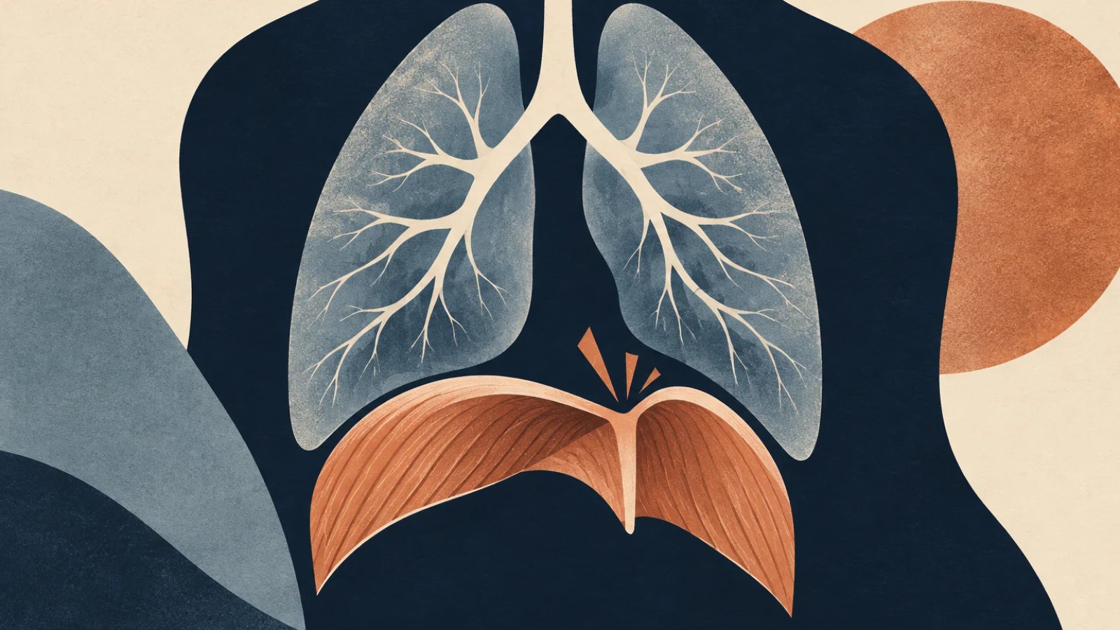A stylised diaphragm contracts beneath the lungs during a hiccup